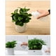 thumbnail image 1 of Regadera de plástico para plantas suculentas de 500 ml, botella exprimidora con pico y escala, 1 of 8