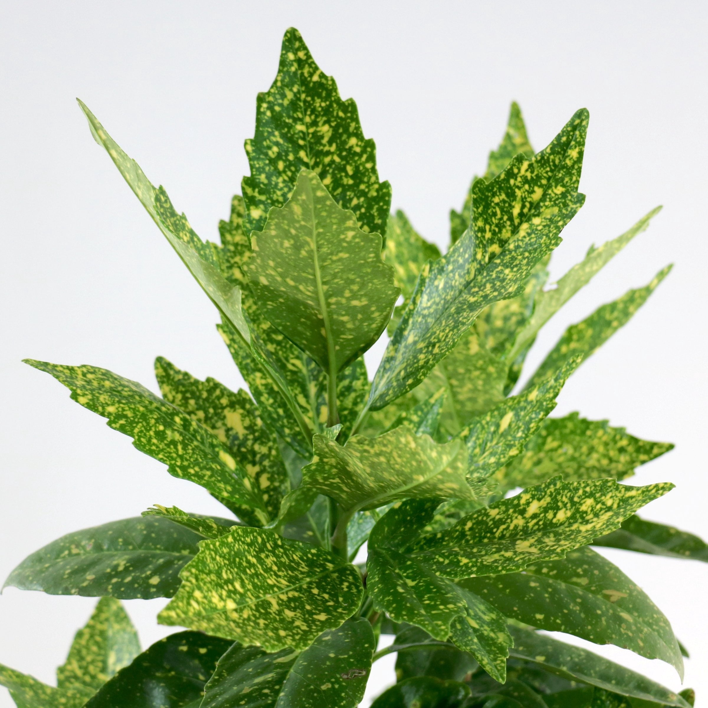 National Plant Network 3 gal. Acuba Gold Dust Live Plant
