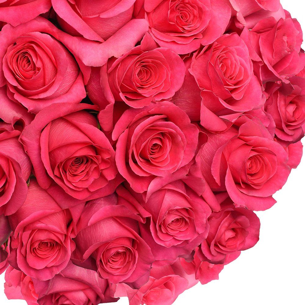 Fresh Cut Hot Pink Roses, 20", Pack of 100 by InBloom Group Walmart