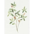 thumbnail image 2 of Warren, Annie 25x32 White Modern Wood Framed Museum Art Print Titled - Single Sprig I, 2 of 4