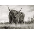 thumbnail image 2 of Great Art Now Scottish Highland Cattle (BW) by Pangea Images, Framed Wall Art, 24.75W x 19.5H, 2 of 3