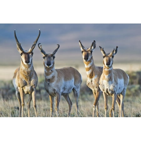 USA, Wyoming, Four Pronghorn Antelope Bucks in Spring Print Wall Art By Elizabeth (Best Wyoming Antelope Units)