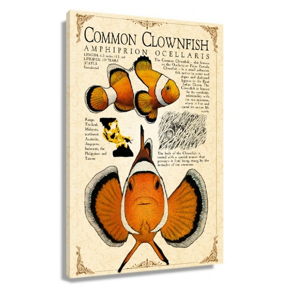 Clownfish Wall Art Knowledge Poster Educational Wall Art Vintage Prints Fish Poster Canvas Decorations For Bedroom Framed 16×24 in