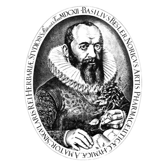 Basilius Besler (1561-1629). /Ngerman Botanist. Engraving From 'Hortus Eystettensis.' Engraving, 1613. Poster Print by  (18 x 24)