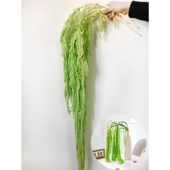 Dried Preserved Amaranthus,Pack of 5 Dried Amaranthus Hanging Flowers,TGY Green Wall Flowers Decoration for Wedding,Vase Filler