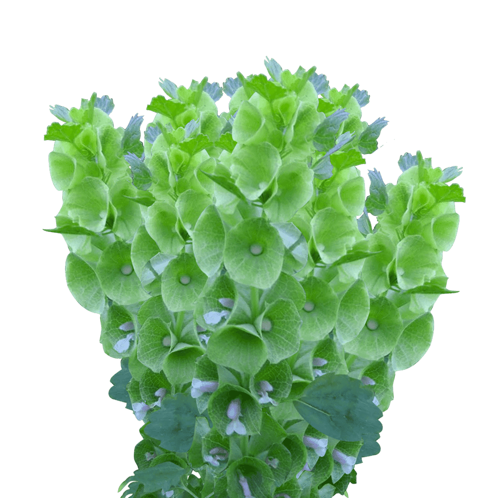 100 Stems of Bells of Ireland Beautiful Fresh Cut Flowers Express