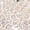 White, variant on Kids Dress Shoes Girls Girls Heels Dress Shoes Closed Toe Heels Ankle Strap Little Big Kids Flower Girl Wedding Party School Pump Shoes Size 1 ,(White Big Kids 1 )