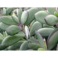 thumbnail image 3 of Vertical Leaf Succulent Plant - Senecio crassissimus -Easy House Plant- 2.5" Pot, 3 of 4
