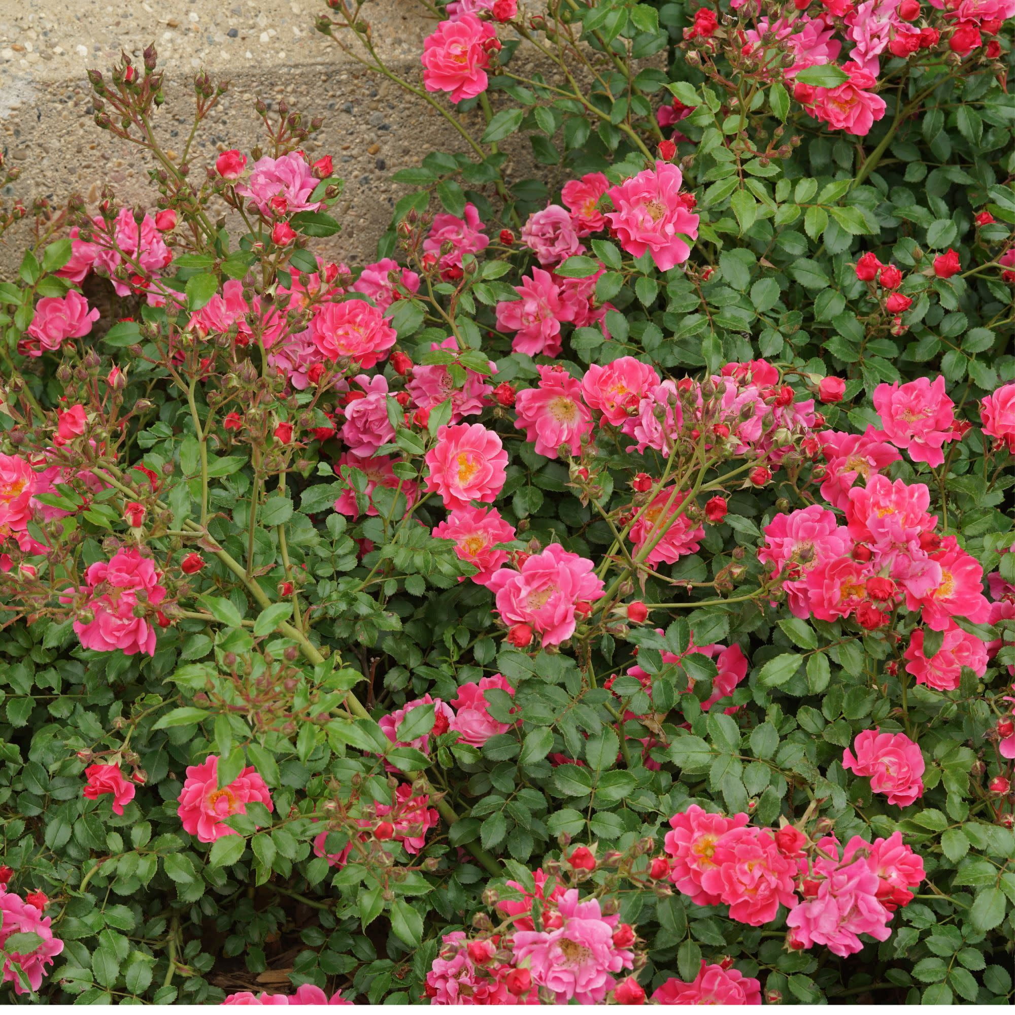 Proven Winners ColorChoice 5" Oso Easy Double Pink Rose Live Plant in 4.5" Pot (4 Count)