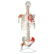 Axis Scientific Life-Size Skeletal Human Torso with Glenohumeral and Iliofemoral Ligaments, Spinal Nerves and Muscular Attachments