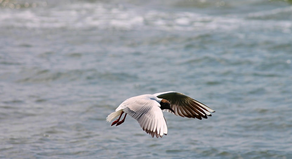 Black Headed Gull Seagull Wing Feather Flight Fly-12 Inch By 18 Inch ...