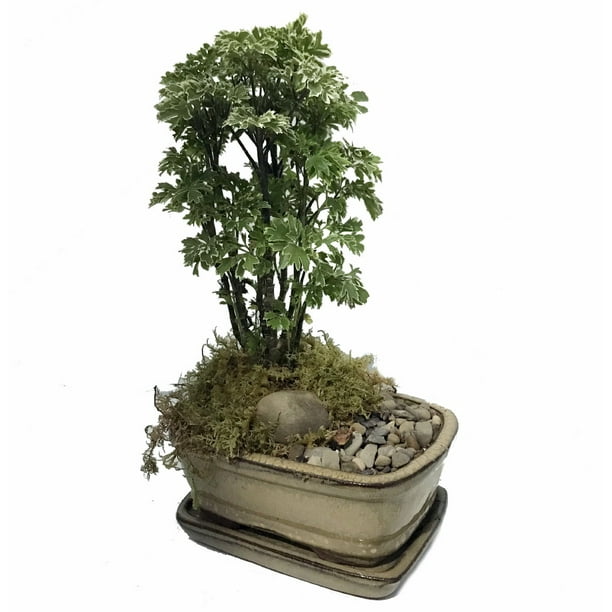 Snowflake Ming Bonsai  Tree  Great Indoor Bonsai  Ceramic  