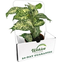 Dracaena Florida Beauty - Live Plant in a 4 Inch Pot - Dracaena Surculosa 'Florida Beauty - Beautiful Easy Care Indoor Houseplant