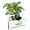 1 Plant, variant on Dracaena Florida Beauty - Live Plant in a 4 Inch Pot - Dracaena Surculosa 'Florida Beauty - Beautiful Easy Care Indoor Houseplant