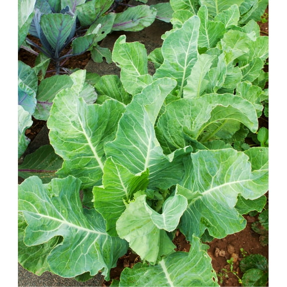 Earthcare Seeds - Collard Greens Georgia Southern 1000 Seeds (Brassica Oleracea) Heirloom - Open Pollinated.