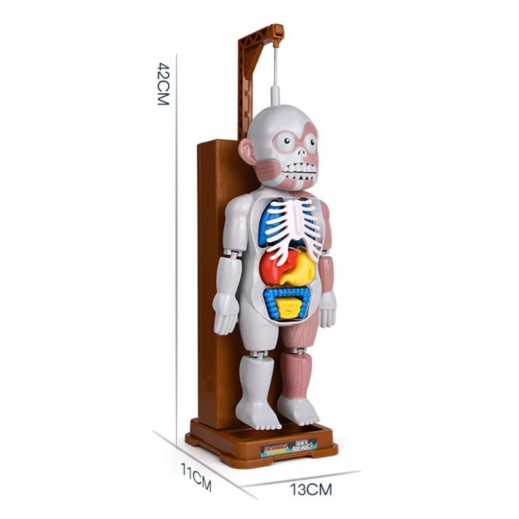 HILABEE Realistic Human Body Model Party Gags Organ Halloween