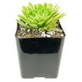 thumbnail image 5 of Aeonium Emerald Ice (4"+ Clay Pot) - Tiny, Lovely, and Easy to Care Rosette Succulent - Live Rosette Succulents, 5 of 6