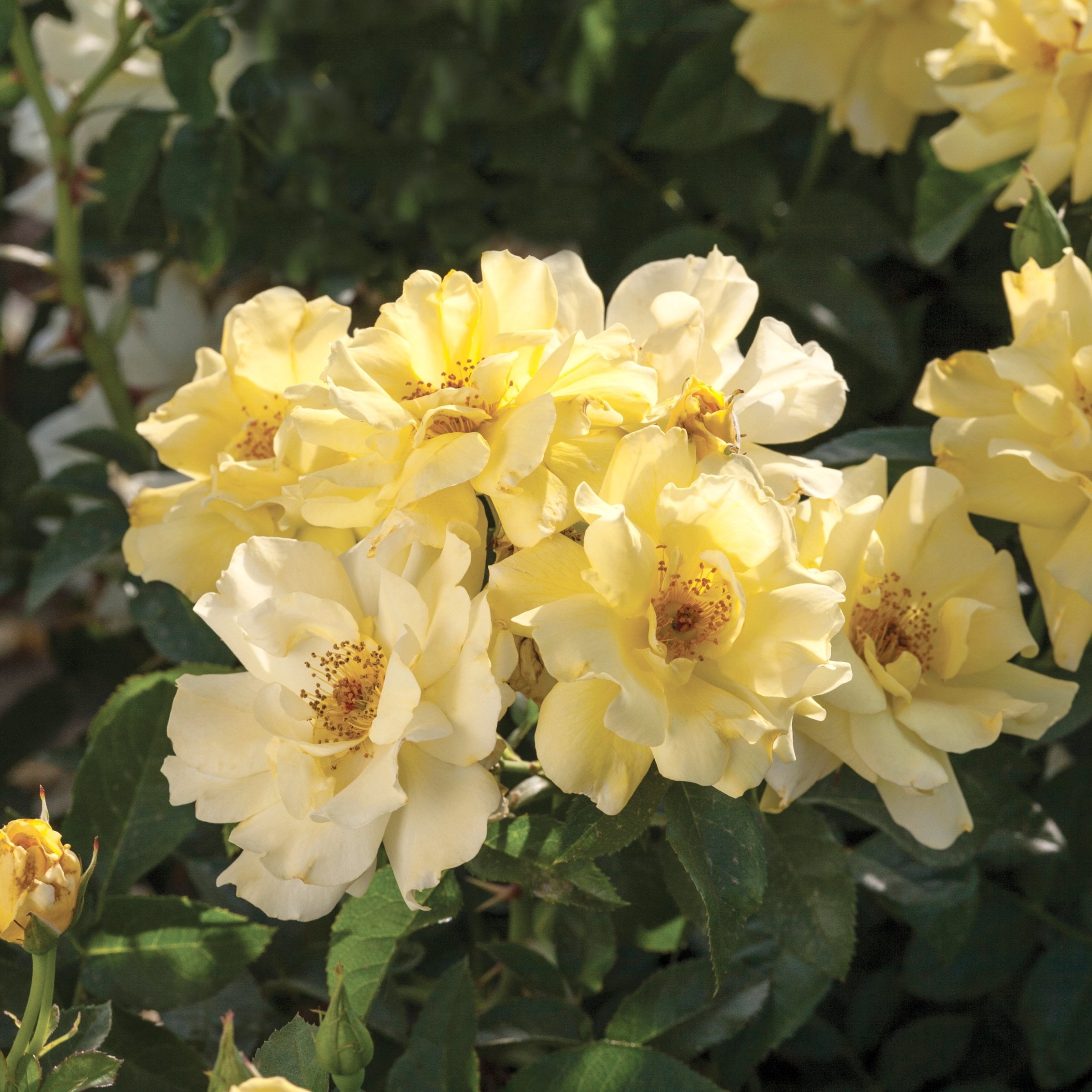National Plant Network 3 gal. Drift Rose Lemon