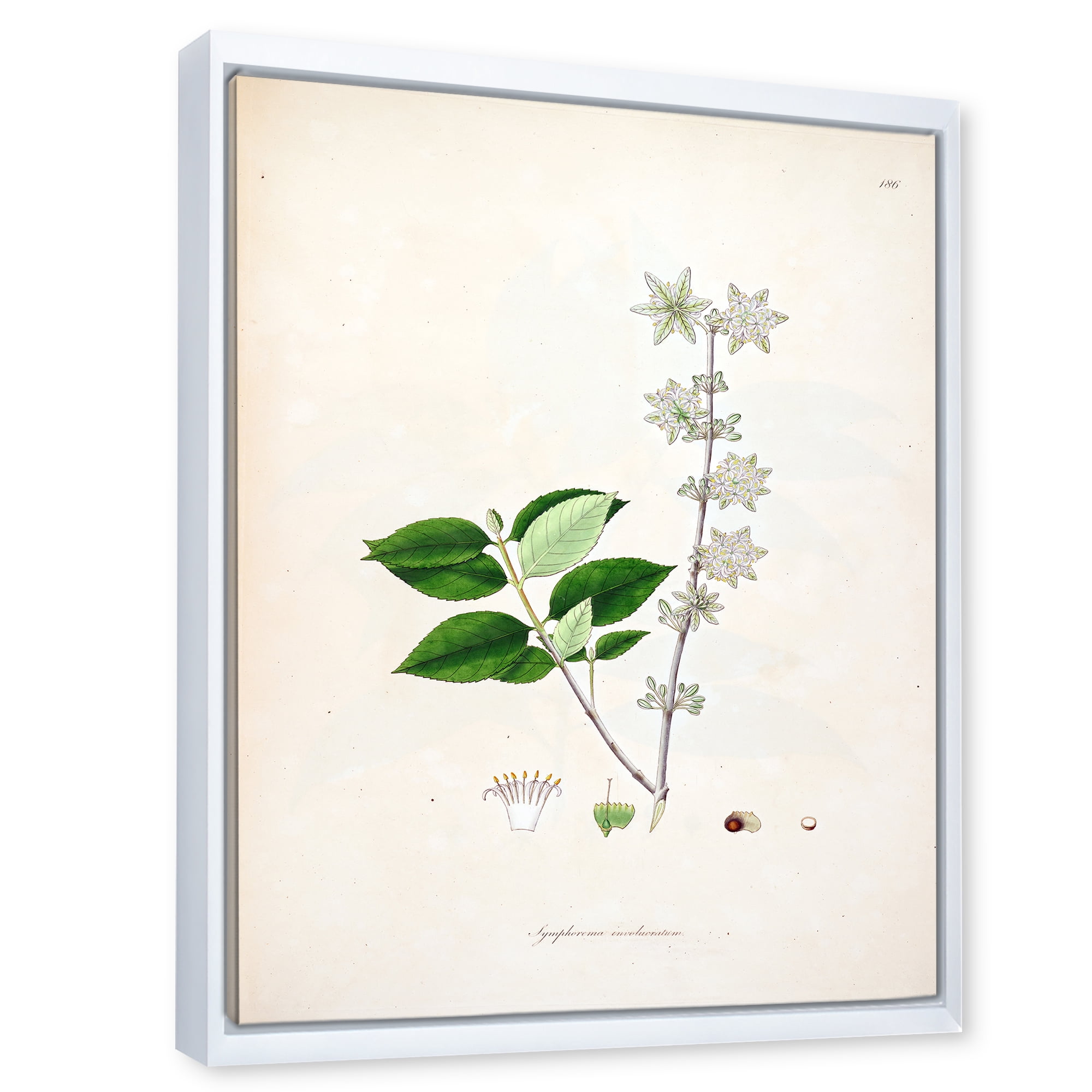 Designart 'Ancient Botanicals XV' Farmhouse Framed Canvas Wall Art Print