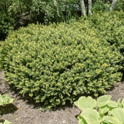 Densiformis Spreading Yew, Bare Root Evergreen Shrub, 12 to 18 inches tall, 1-Pack