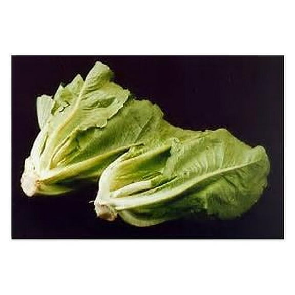 Lettuce Little Gem Cos Great Heirloom Vegetable By Seed Kingdom BULK 60,000 Seeds