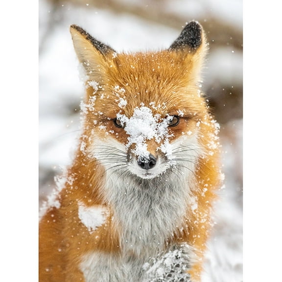 31.5" X 44" Panel Fox Call of the Wild Animals Winter Cotton Fabric Panel (W5374-293-FOX)