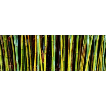 Bamboo Trees in Botanical Garden, Kanapaha Botanical Gardens, Gainesville, Alachua County, Florida Print Wall Art By Panoramic