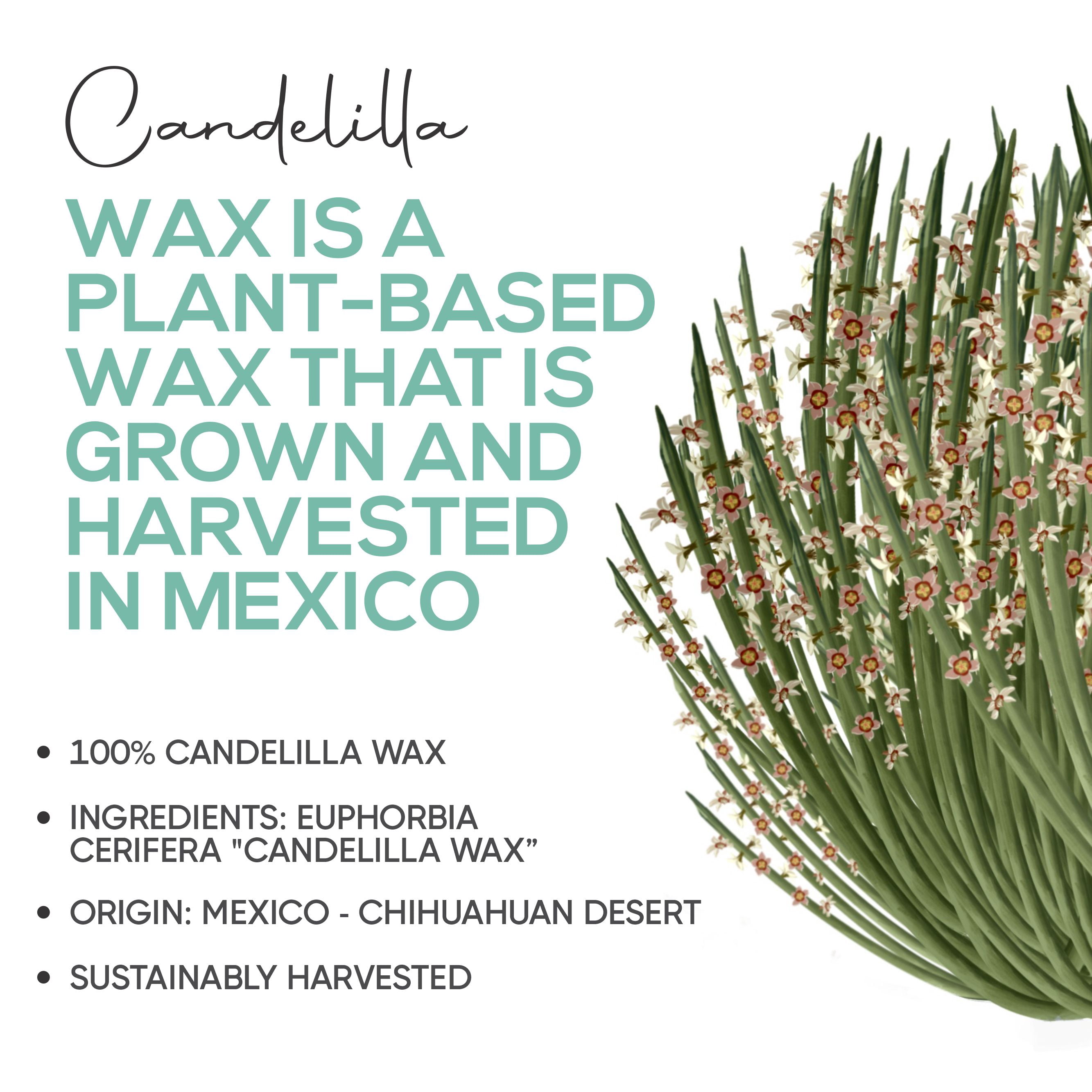 Candelilla Wax Pellets 3 lbs. Bulk Wholesale 100% Pure Natual Food Grade Vegan Wax For DYI Lip Balm, Soap and Candle Making, Creams and Lotions. Great For Skin, Face, and Hair. Beeswax Alternative