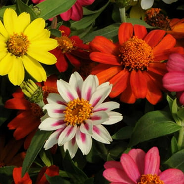Zinnia Flower Garden Seeds - Magellan Series - Mix - 100 Seeds - Annual ...