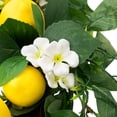 thumbnail image 6 of Northlight Lemons and Daisies Artificial Floral Wreath, Yellow - 20-Inch, 6 of 8