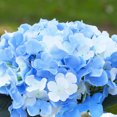 thumbnail image 3 of Enova Home Artificial Silk Hydrangea Faux Flowers Arrangement in Round Ceramic Pot for Home Office Wedding Decoration (Blue Cream), 3 of 4