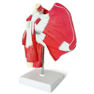 Muscled Shoulder Joint Model - Shows Complete Shoulder Musculature From Rotator Cuff to Subscapularis Muscles