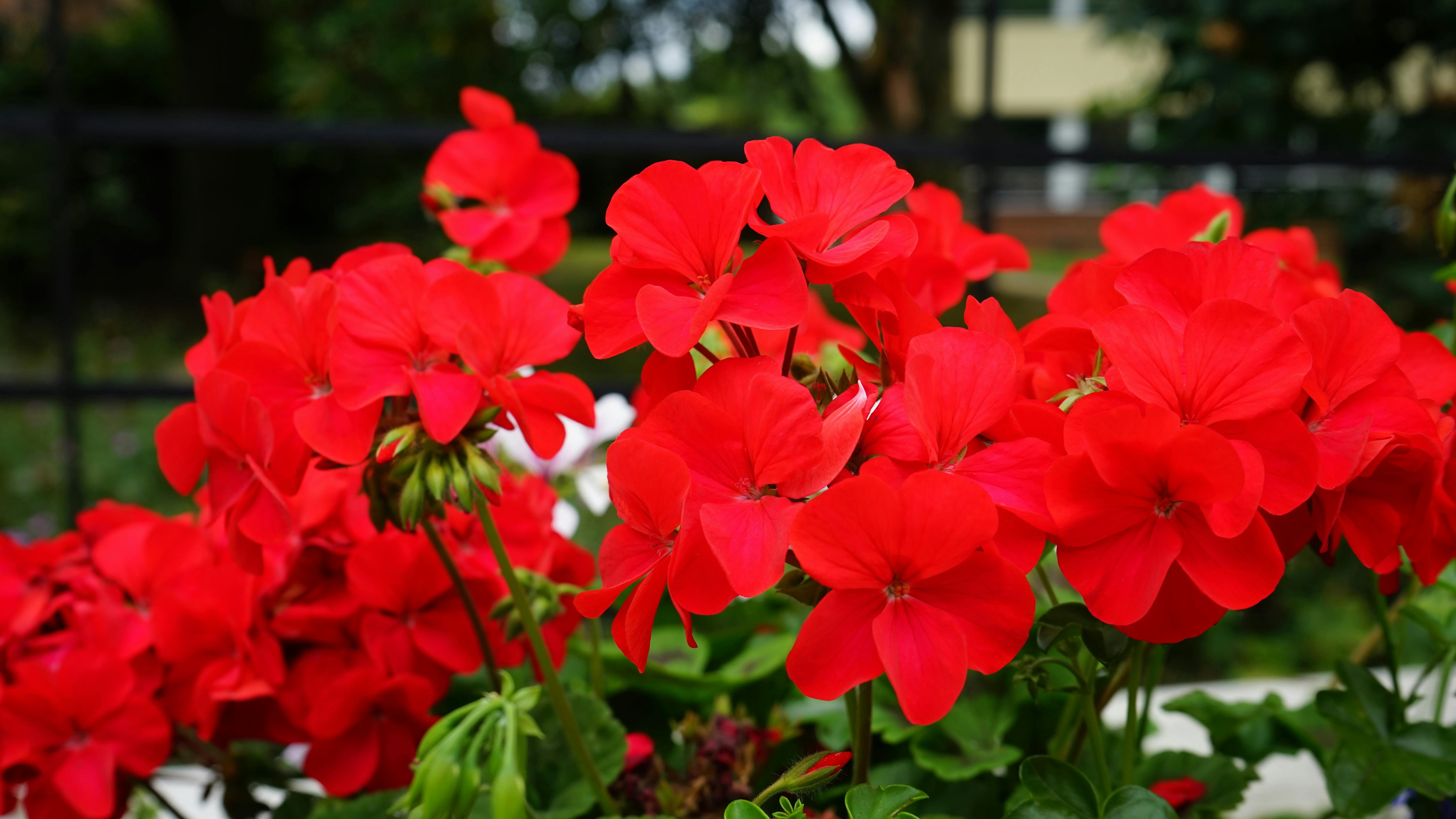 Expert Gardener 1.5 Gal Red Geranium Hanging Basket Live Annual Plant, Full Sun
