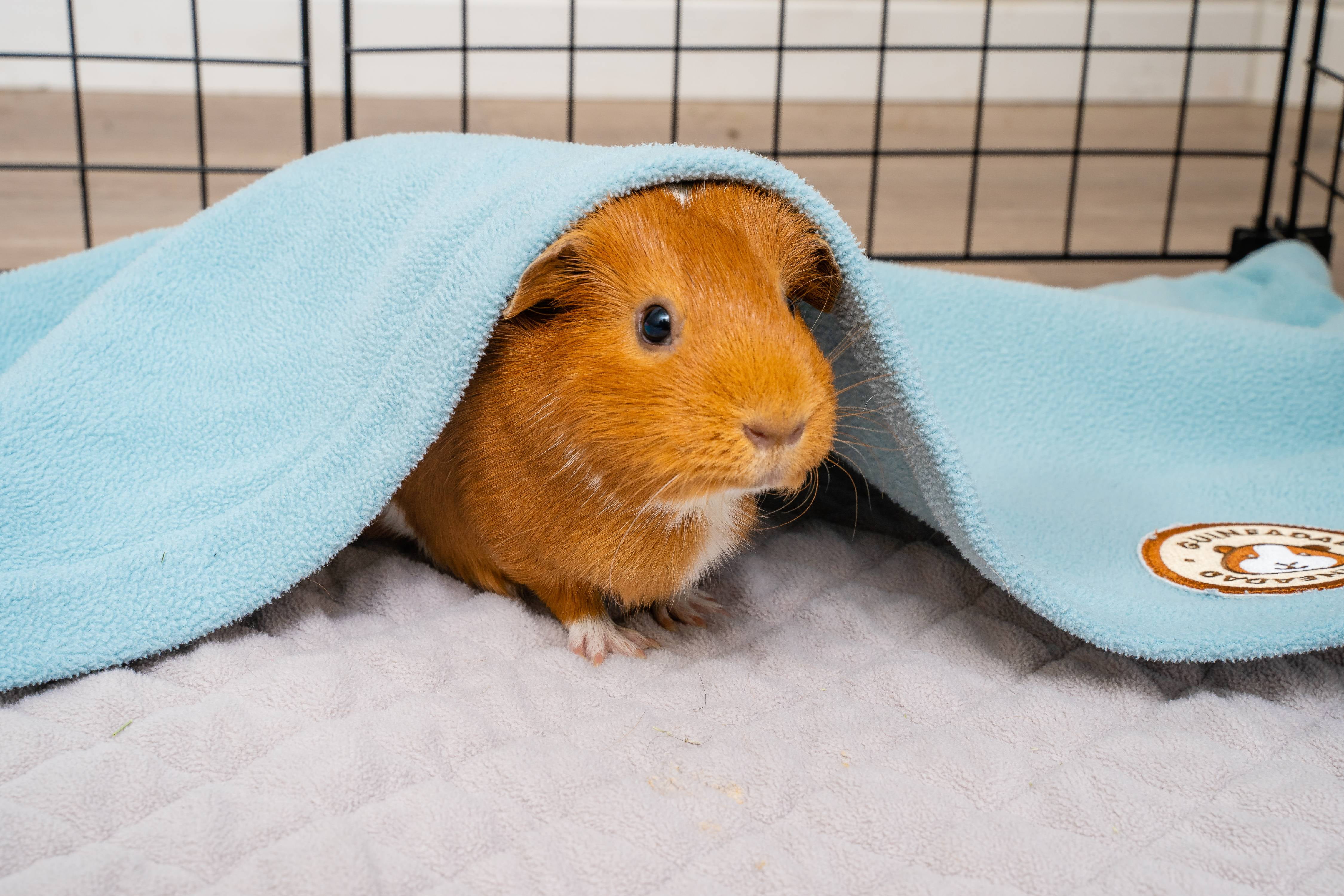 guinea pig fleece