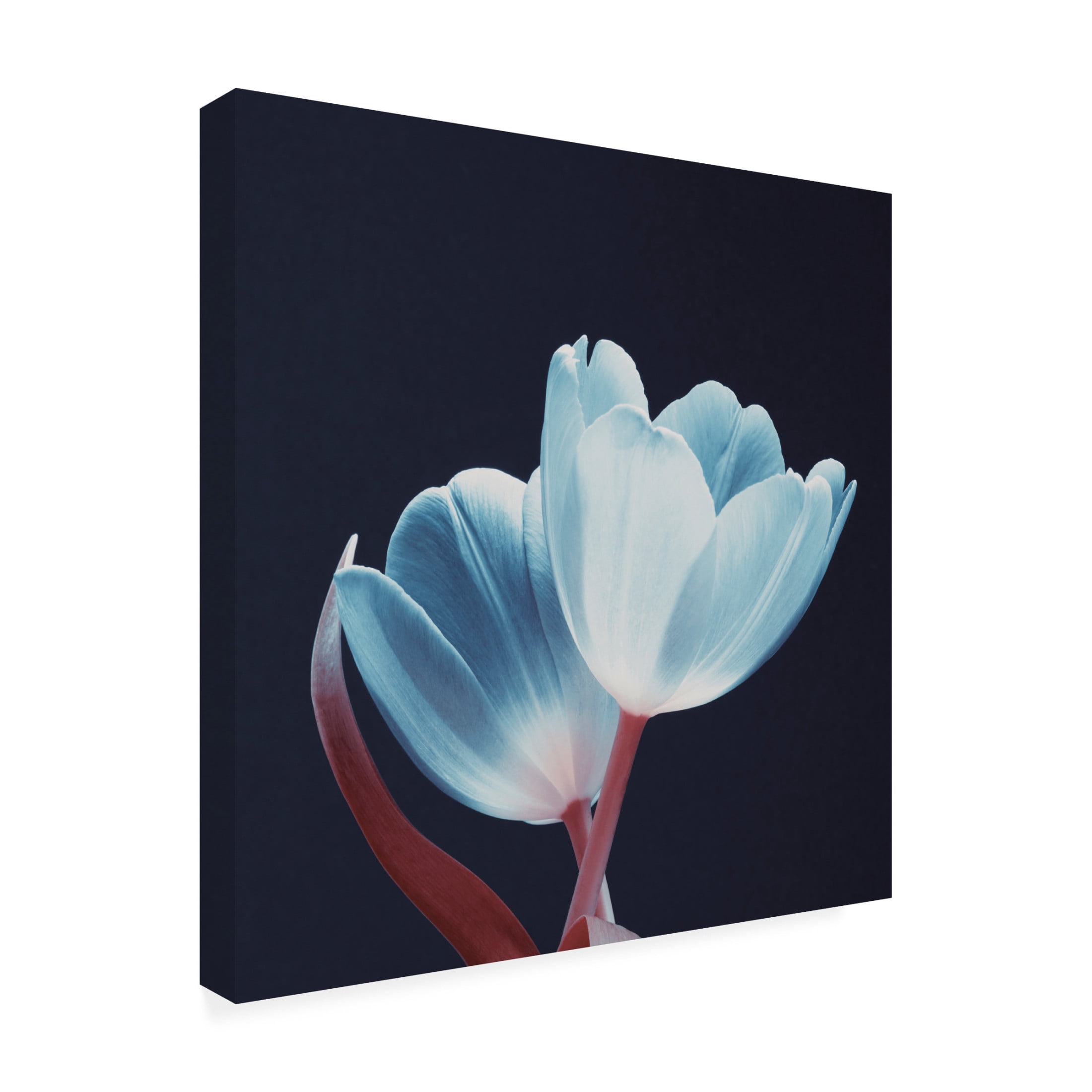 Canvas Wall Art - Bilge Paksoylu 'Loving Couple White Red Dsc1915' Wall Art for Living Room, Bedroom, or Office D?cor by Trademark Fine Art - 14 x 14 Inches