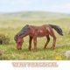 thumbnail image 3 of unbranded 10Ud De Caballos Realistas Para De Y Ambientación Interior, 3 of 6