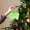 Green-GN-clearacne, variant on wycnly Long Haired Bow Ornament Candy Color Polyester Ribbon Tree Hanging Handcrafted Fun Holiday DIY Party Decor Girl Room Accessories Colorful Soft 3.93x5.9in