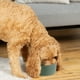 thumbnail image 3 of Cuenco de cerámica para perros, recipiente para comida y agua para mascotas, pesado y duradero, apto para lavavajillas, moderno, 3 of 5