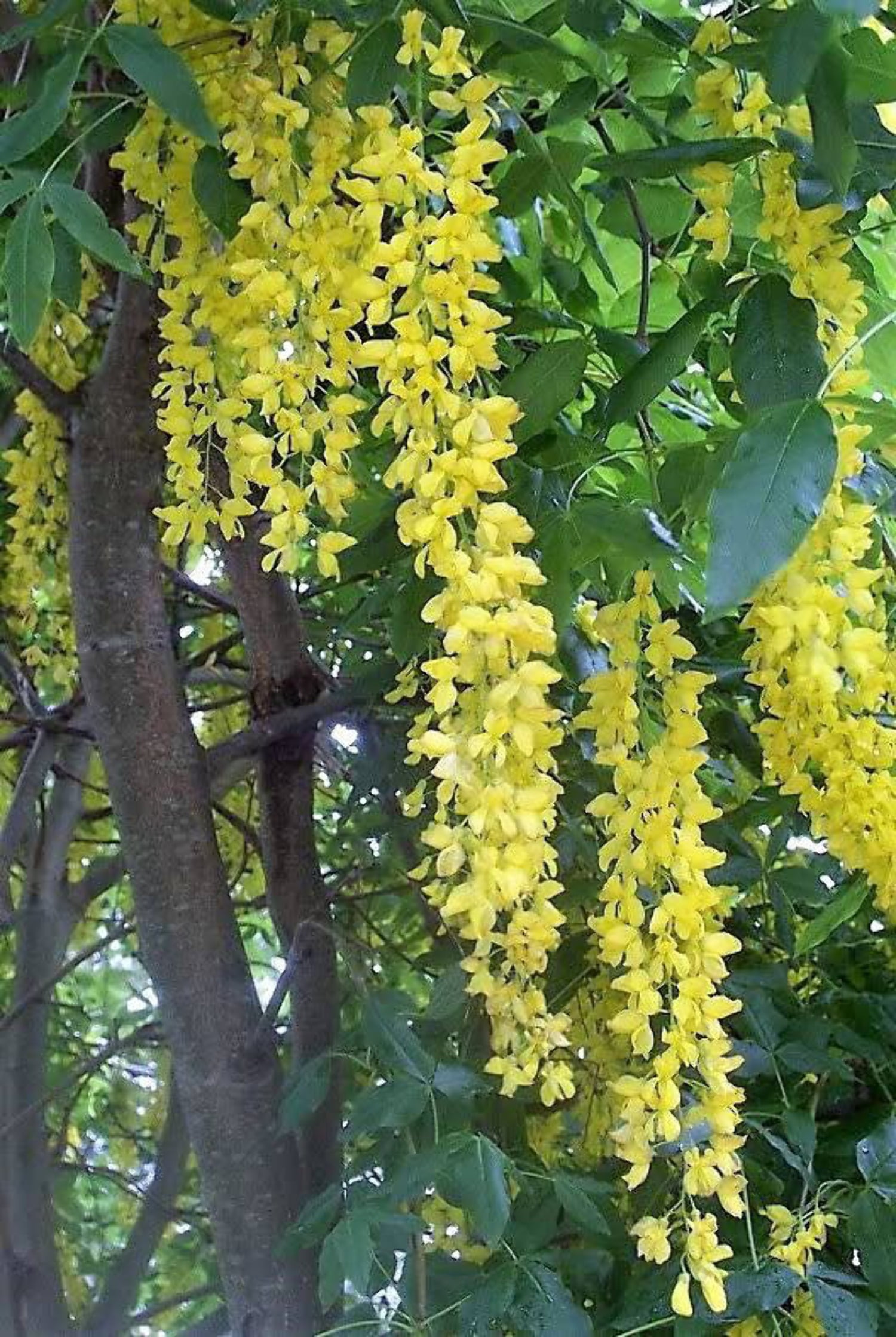 10 GOLDEN CHAIN TREE Goldenchain Laburnum Anagyroides Yellow Flower Seeds 