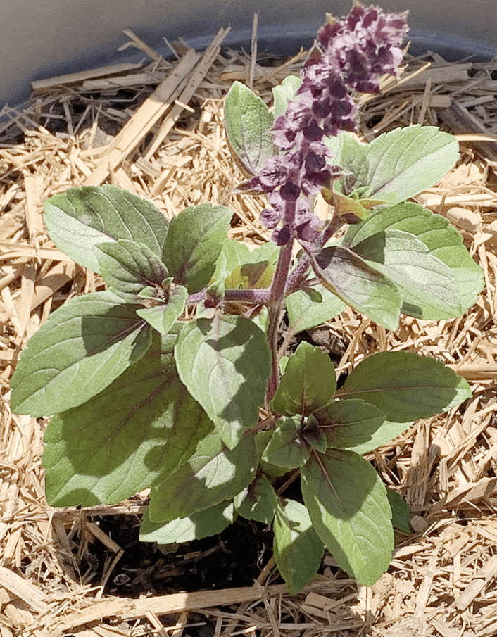 2 Live Blue African Basil Plants, 4–6 Inch Tall Fragrant Herb Starters, Fast-Growing Well-Rooted Plants for Indoor & Outdoor Gardens