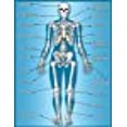 thumbnail image 2 of Teacher Created Resources TCR7632 Skeleton Chart, 2 of 2