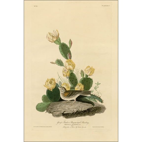 24"x36" Gallery Poster, Plate 94 of Birds of America by John James Audubon depicting Grass Finch or Bay-winged Bunting 1827-1838