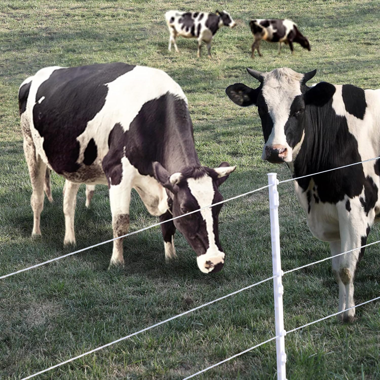 Electric Fence Poly wire for Fencing 3280ft 6 Stainless Steel Conductors UV-Resistant, White