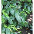 thumbnail image 3 of 5 TEA PLANT Black & Green Drinking Tea Camellia Sinensis Evergreen Tree Shrub Flower Seeds, 3 of 7
