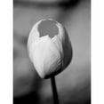 thumbnail image 3 of Pica, Jeff 15x18 Black Modern Framed Museum Art Print Titled - Floral Portrait I, 3 of 5