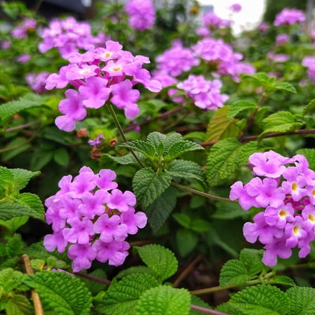Purple Lantana Live Plant, Well Rooted in 4 Inch pot for Planting, Colorful Perennial Plants, Zones 9-11