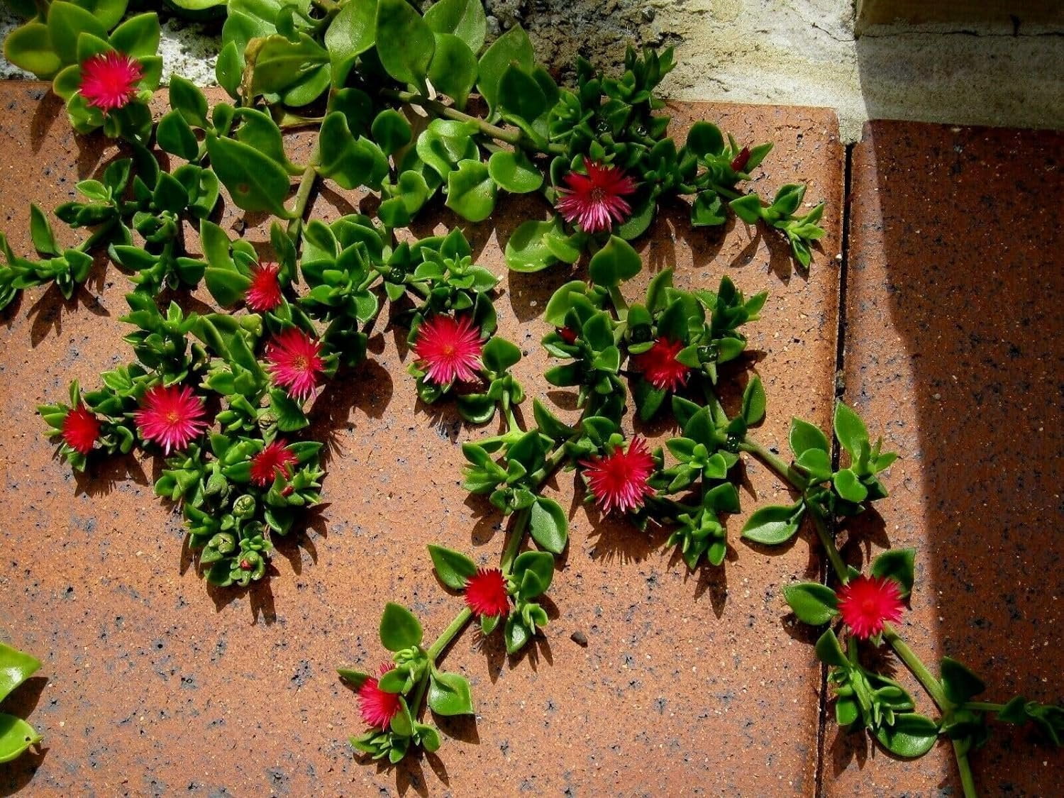 Baby Sun Rose 3 Live Plants Aptenia Cordifolia Ground Cover Succulent Easy  Care Indoor Outdoor - Walmart.com
