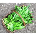 thumbnail image 2 of SHIQI-Ramsons Wild Garlic Seeds Herbs Perennial Plant for Planting Non GMO 10 Seeds, 2 of 4