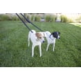 thumbnail image 2 of TrustyPup Walk N 'Stay Leash, 2 of 2