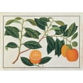 thumbnail image 2 of Anonymous 14x11 White Modern Wood Framed Museum Art Print Titled - Macao Oranges, 2 of 4
